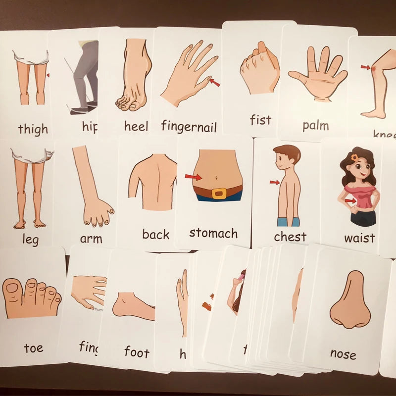 36pcs Children Cognition Cards Body Parts Animal Fruits Double Side Flashcards Montessori Baby Kids Early Educational Toys Gifts