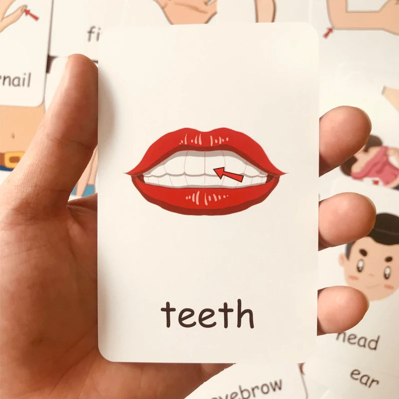 36pcs Children Cognition Cards Body Parts Animal Fruits Double Side Flashcards Montessori Baby Kids Early Educational Toys Gifts
